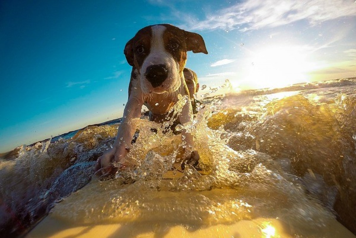 Campeonato de Surf Para perros en Asturias 