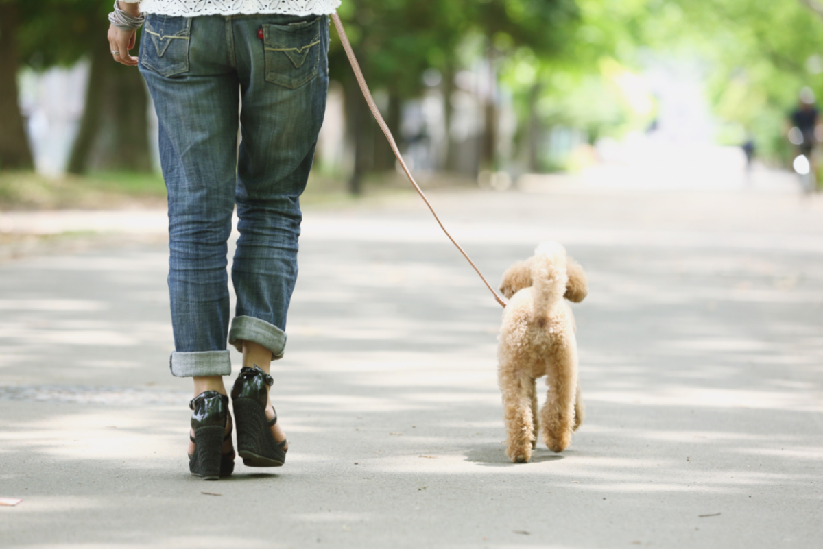 ¿Por qué pasear con tu mascota perro es tan importante? Guía para dueños de cachorro