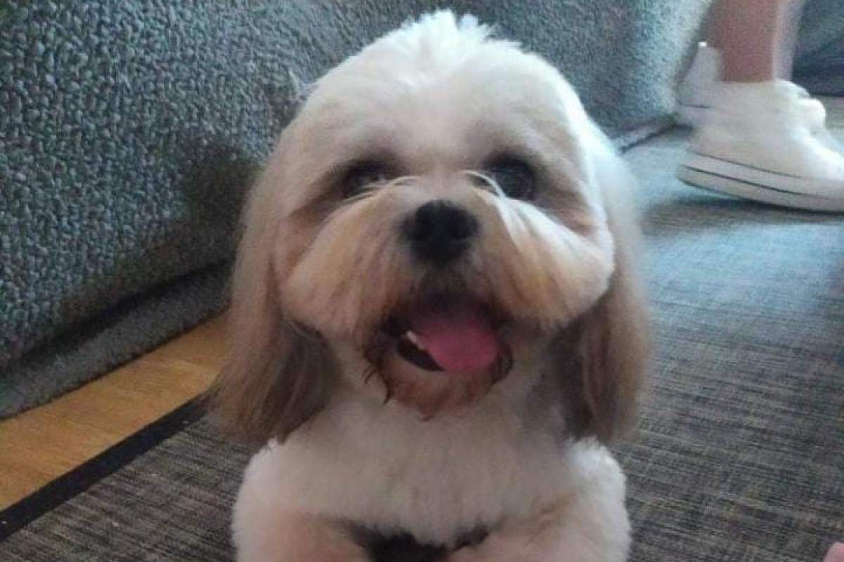 Donde comprar un cachorro de shih tzu