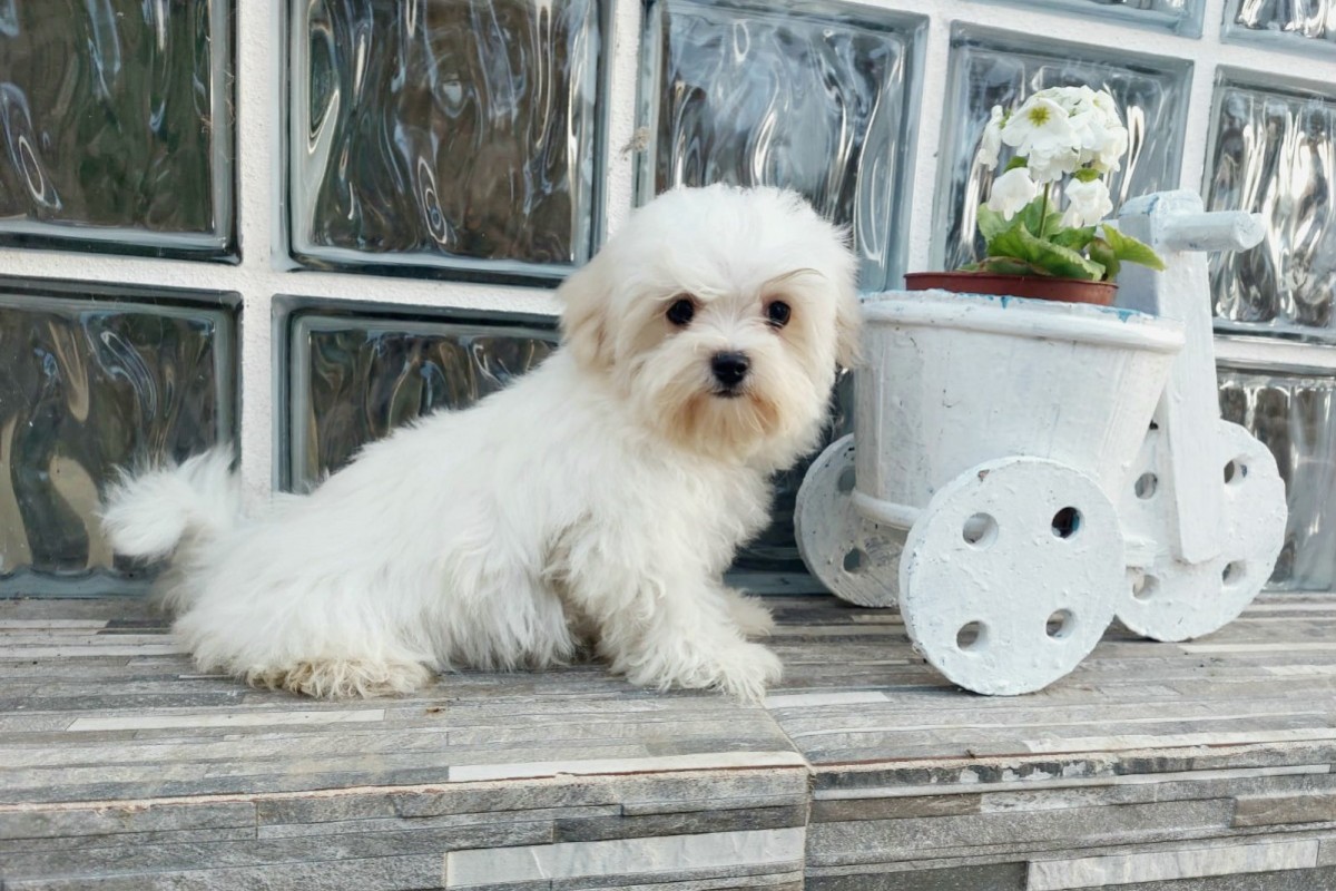 Comprar un cachorro de Bichon Maltes