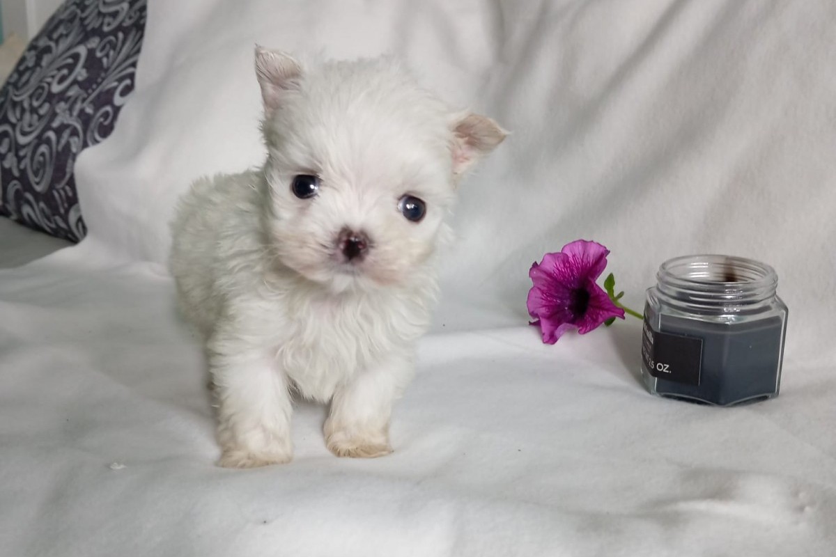 Cachorros Bichón Maltés