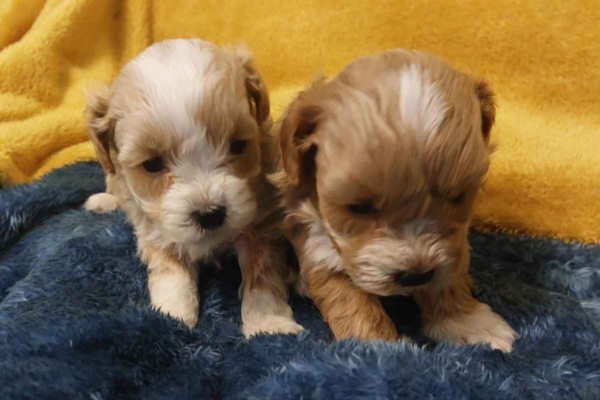 Cachorros Maltipoo