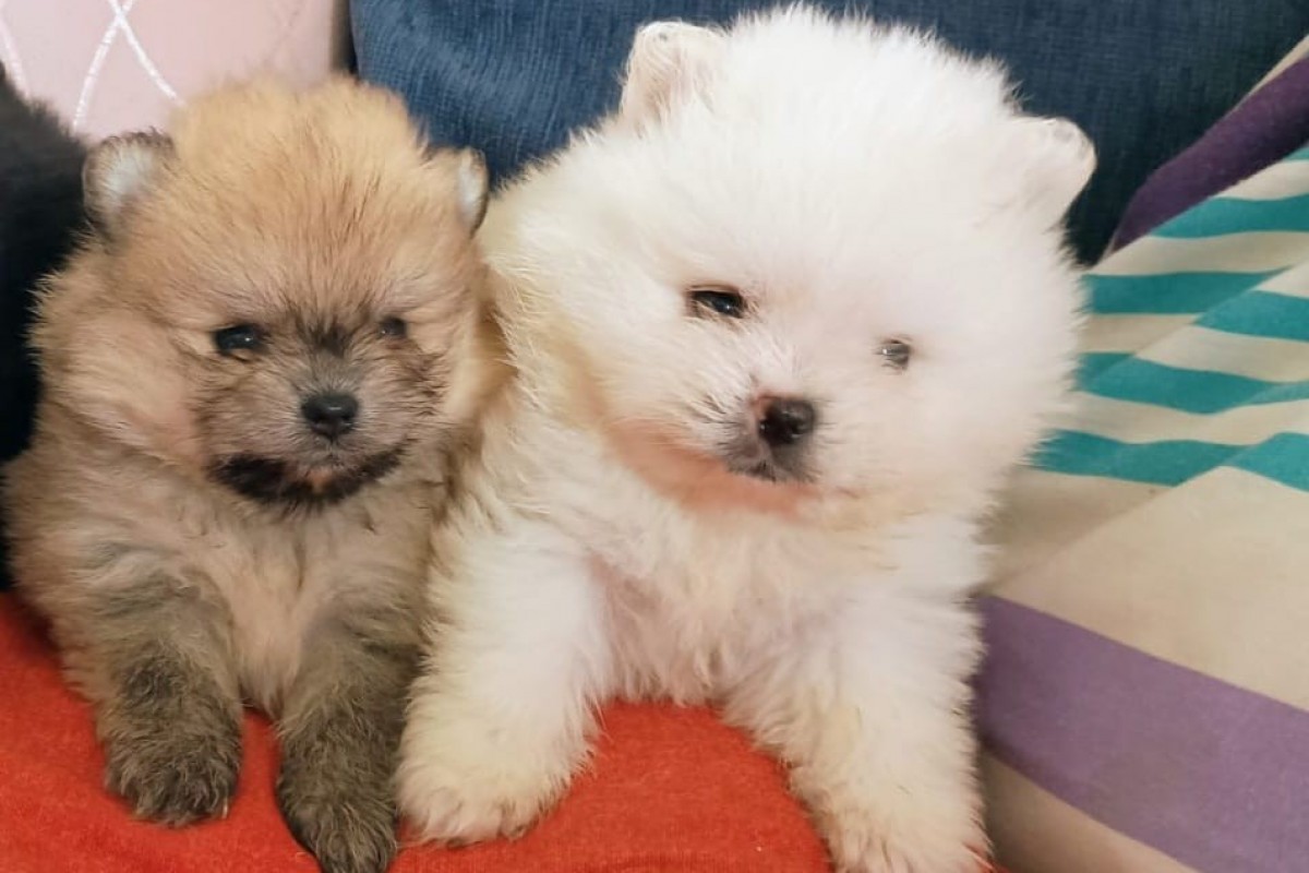 Cachorros de pomerania