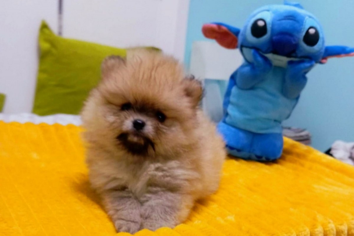 Cachorro Pomerania