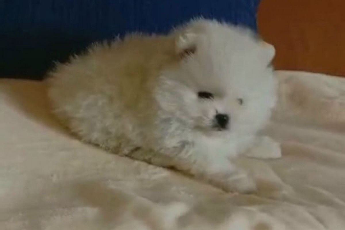 Cachorro de pomerania 