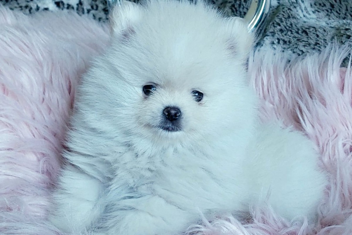 Macho Pomerania