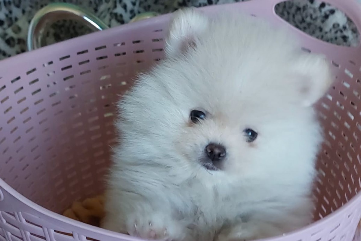 Cachorro hembra pomerania