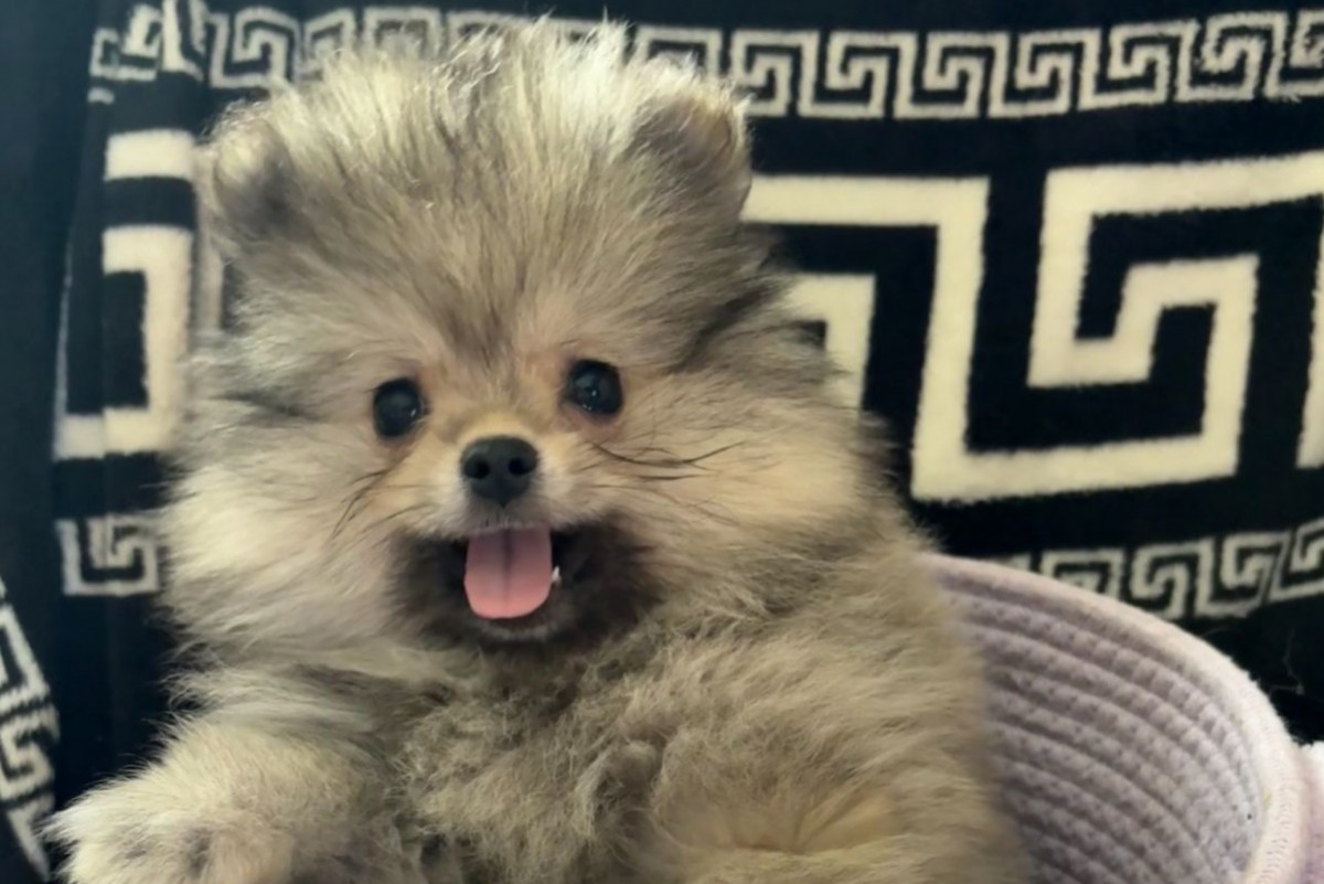 Macho Pomerania