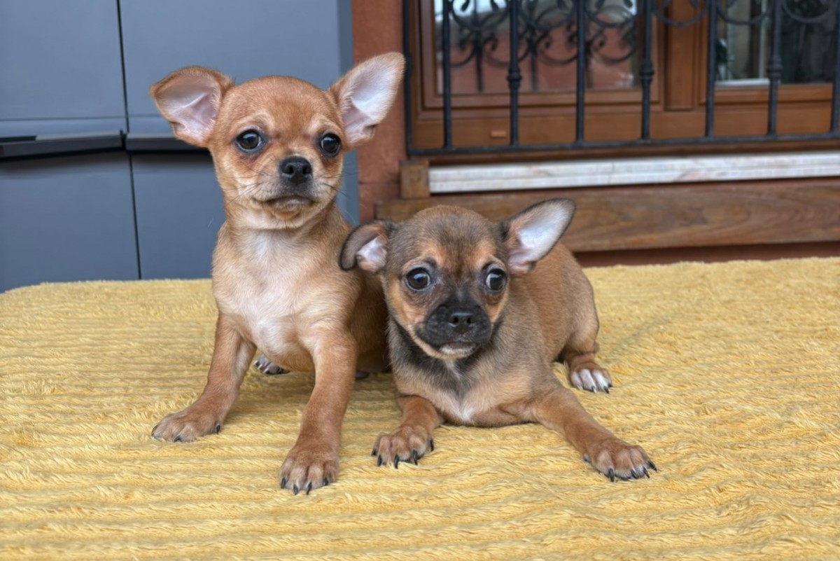 Cachorros de chihuahua