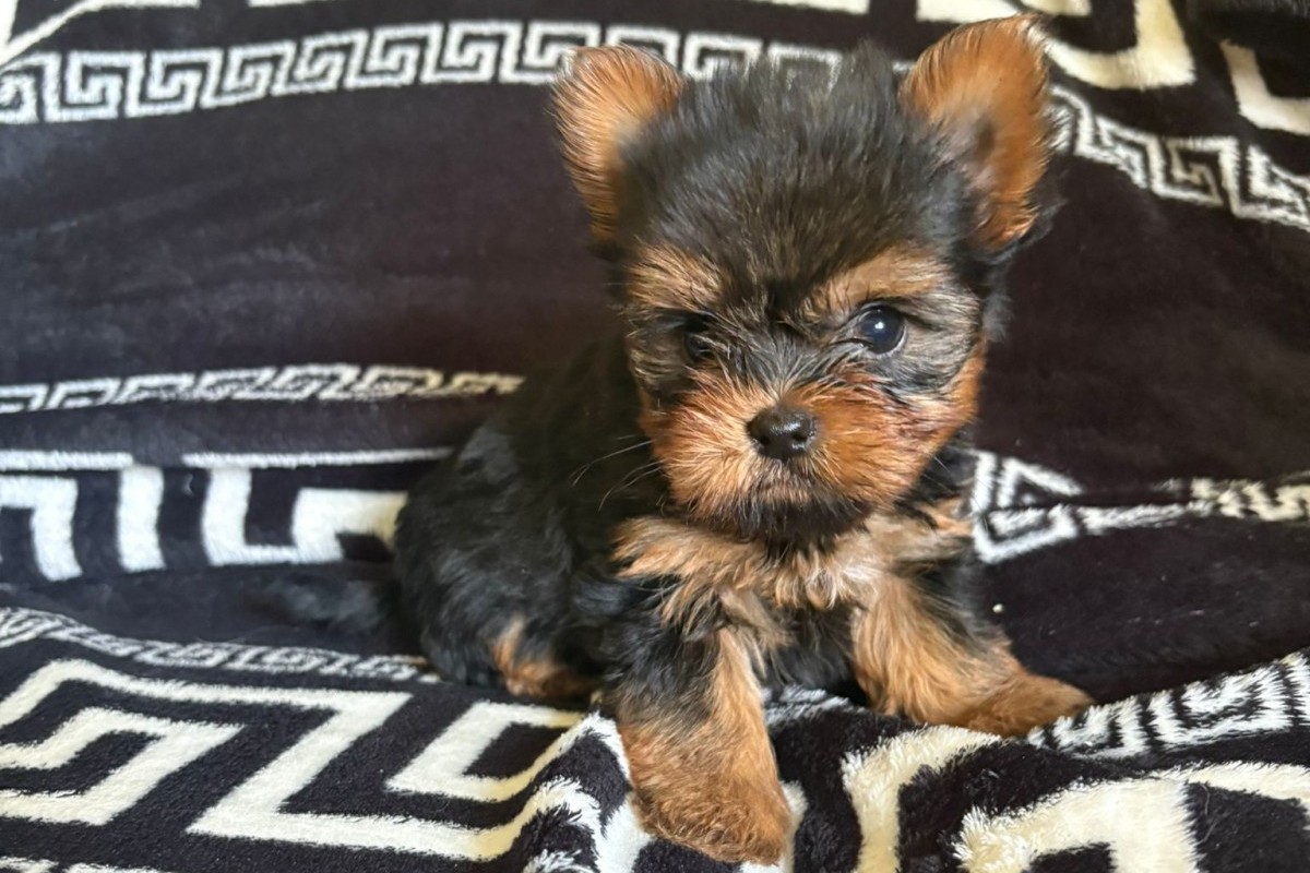 Cachorro Yorkshire