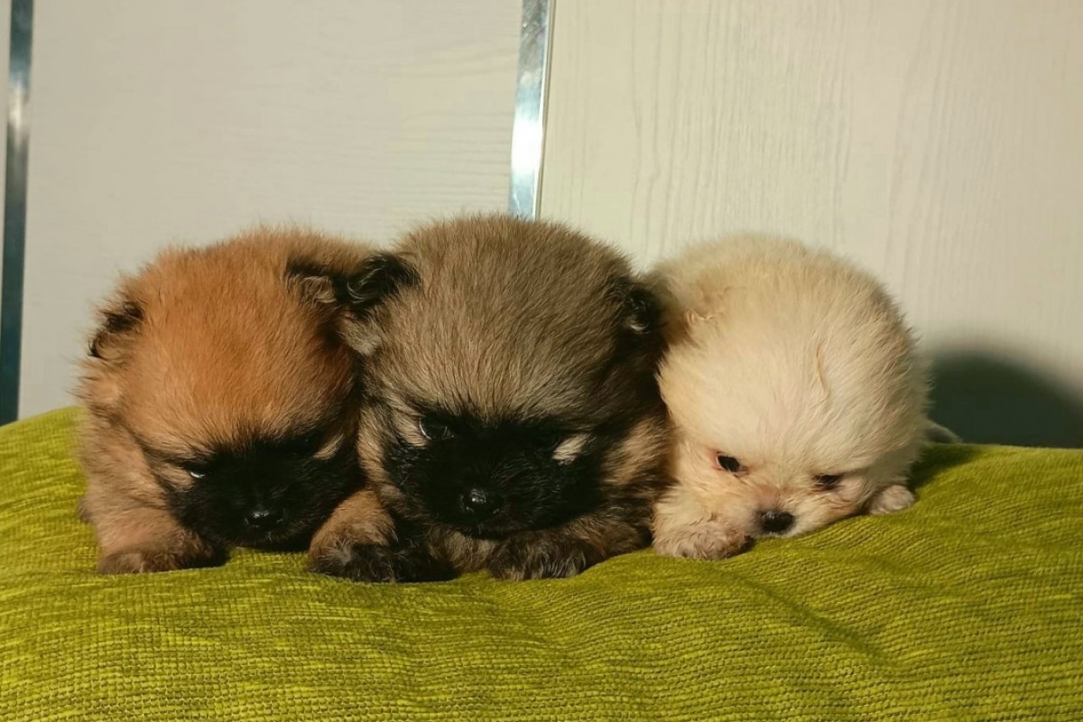 Cachorros Pomerania