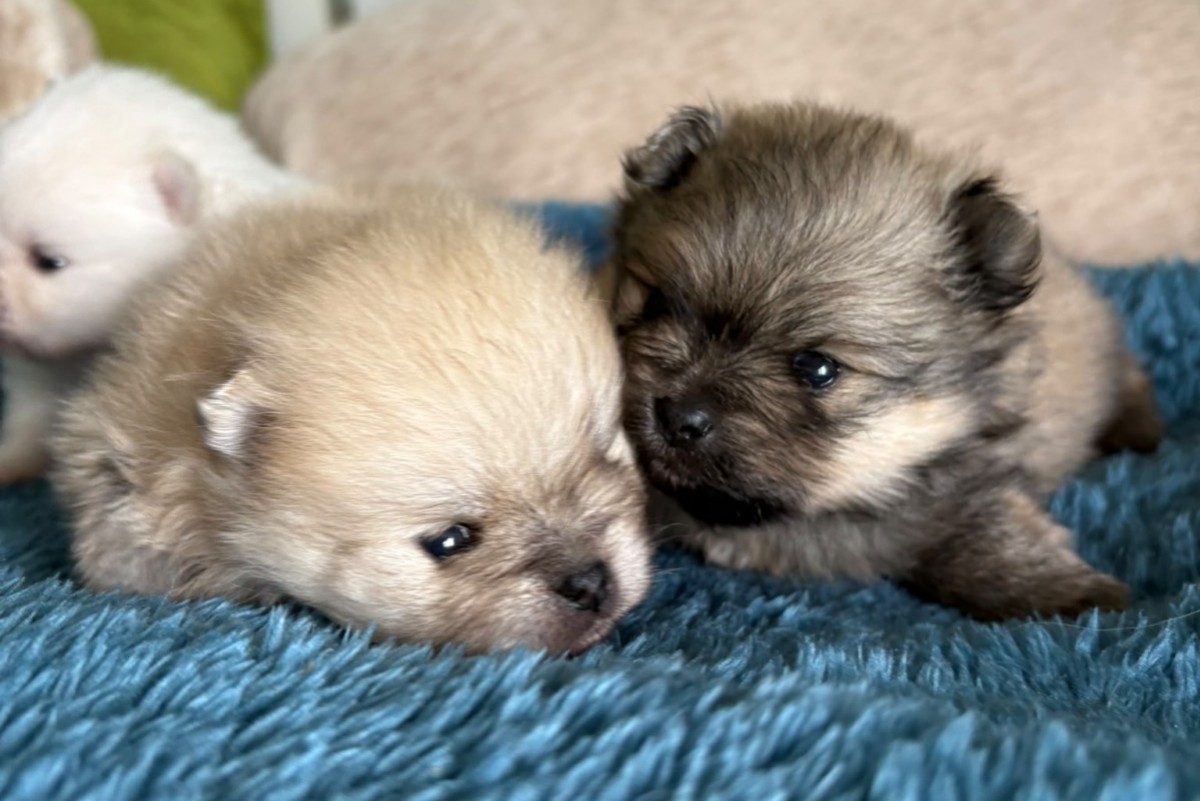 Cachorros Pomerania 