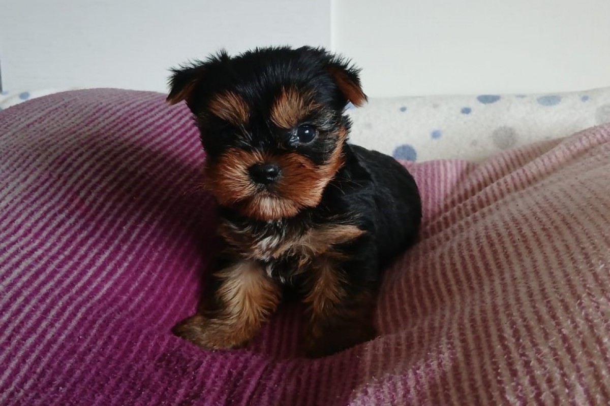Cachorro Yorkshire