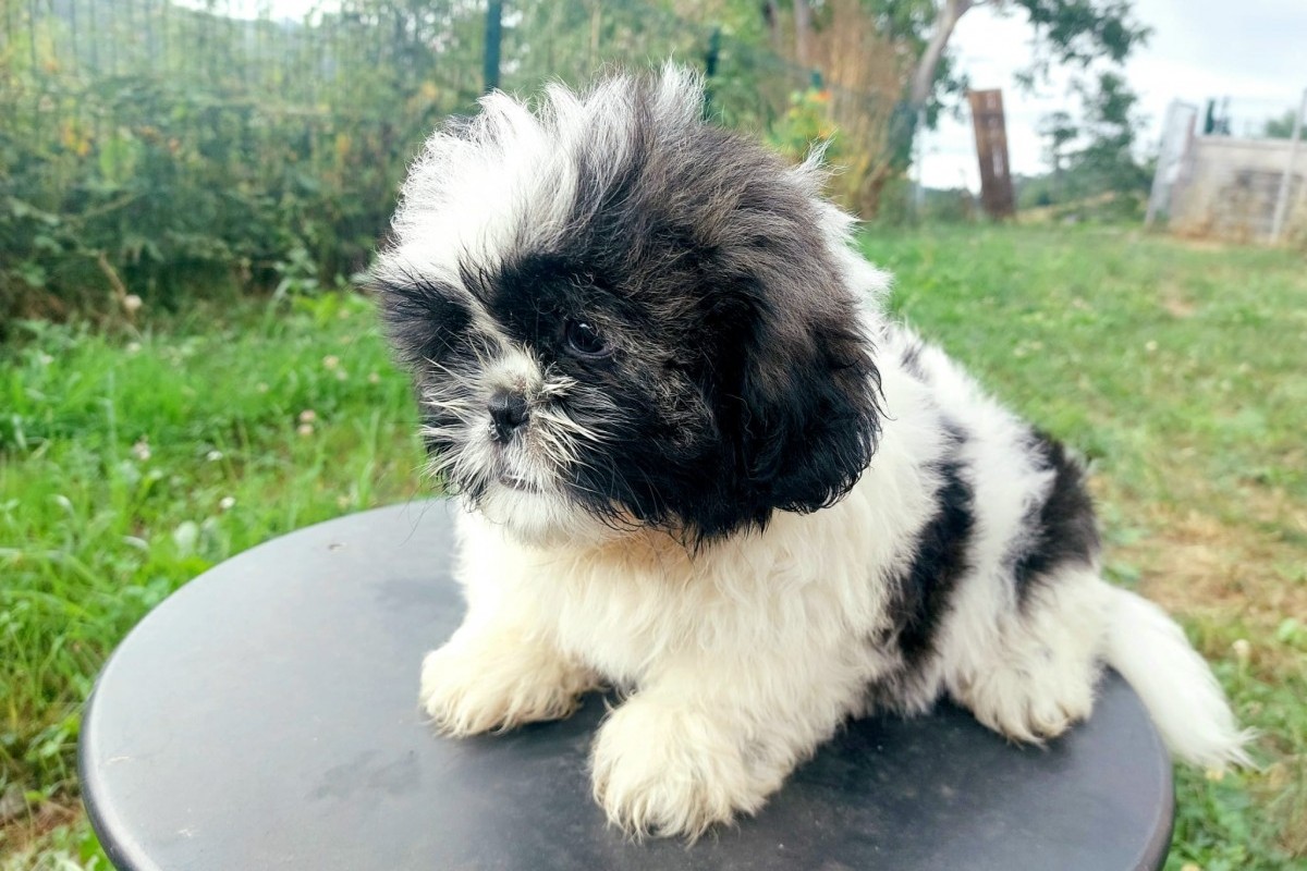 Shih tzu